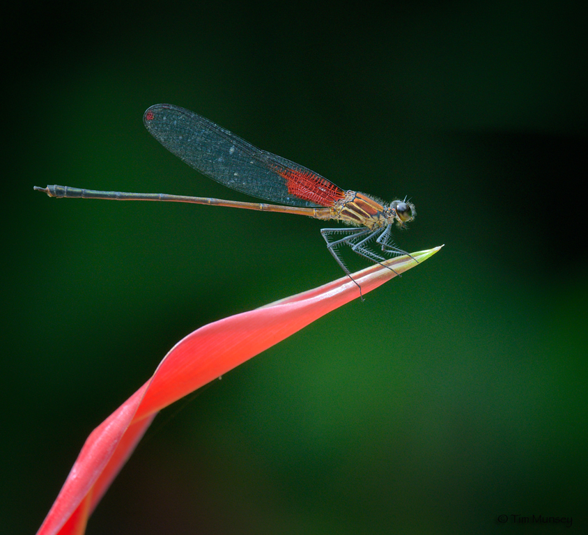 Damsel Fly